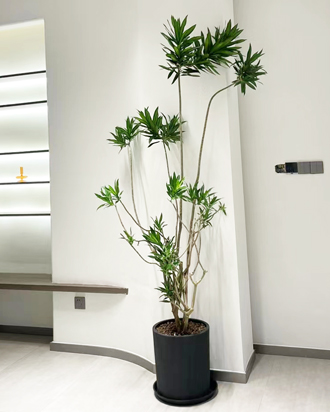 �����̻�ֲ������